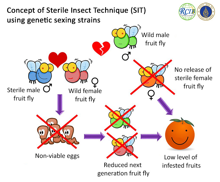 Strain development